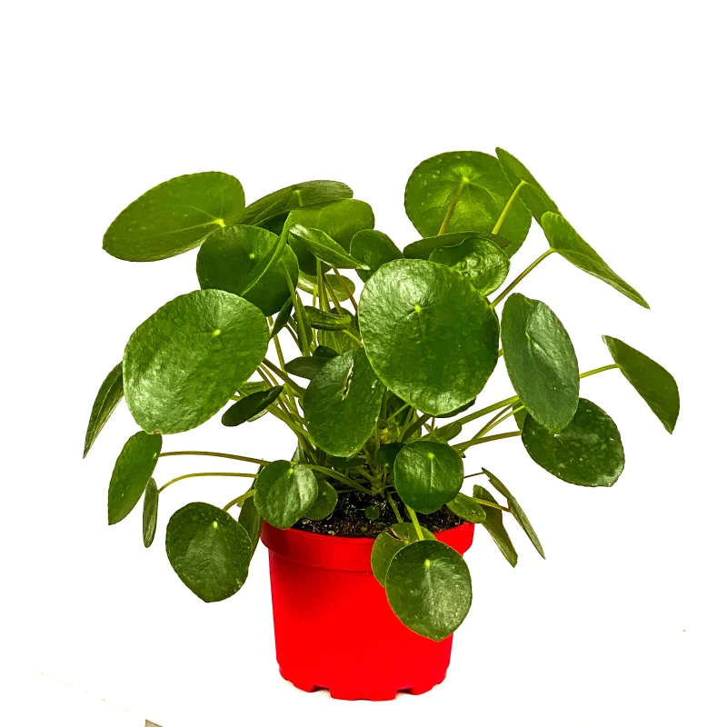 Pilea (Çin Para Bitkisi)