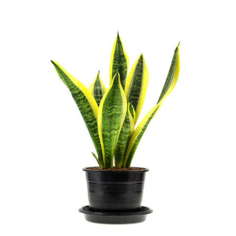 Sansevieria (Paşa Kılıcı)